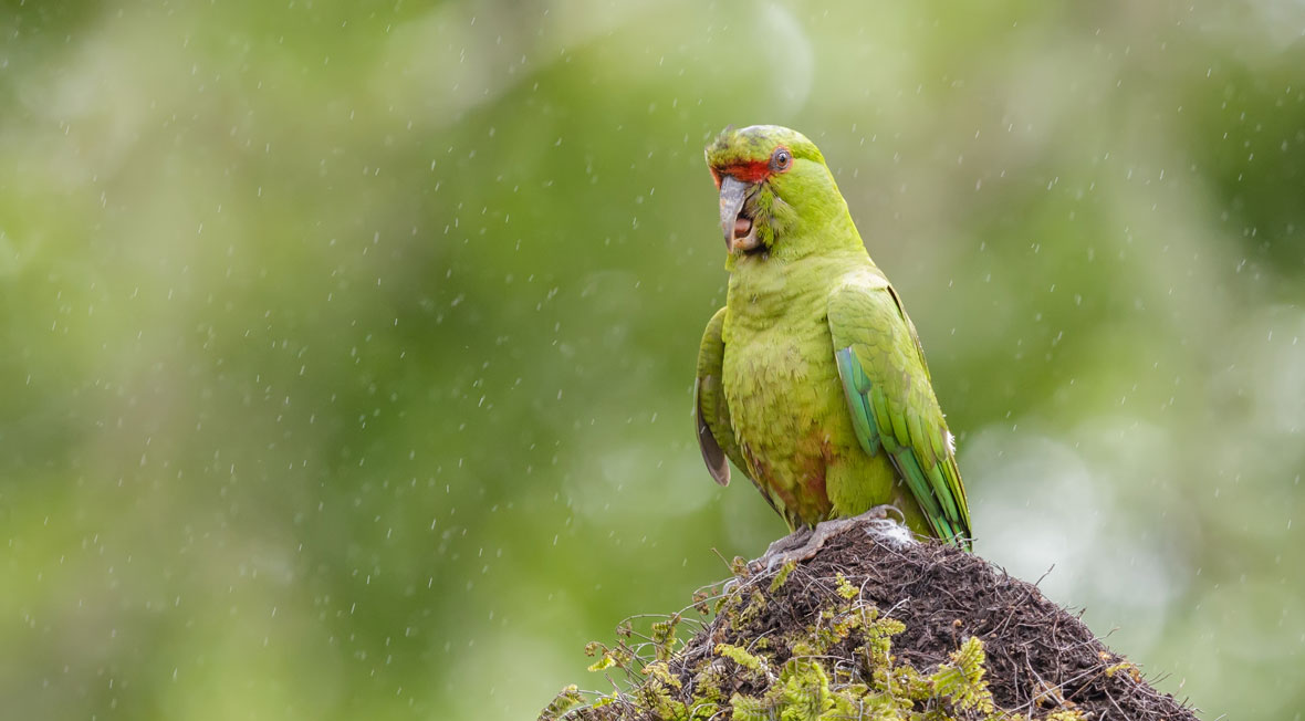 Periquito Pico Oscuro - eBird