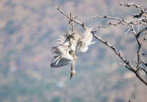 Hilo de volantín y aves 