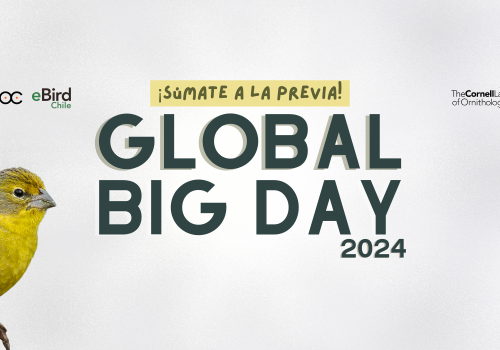 Global big day-3