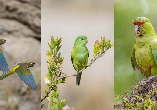 loros de chile